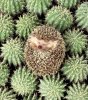 hérisson cactus.jpg