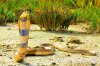 20-serpents-les-plus-venimeux-mortel-cobra-caspien.jpg