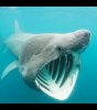 le-requin-panier-est-le-deuxieme-plus-grand-requin-apres-le-requin-baleine_22296_w460.jpg