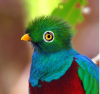 quetzal hibou.png