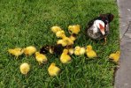19_petits_canetons_a_s'occuper,_quelle_corvée^_A_clutch_of_19_ducklings_a_24_hours_a_day_hard_...jpg