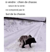 chien sanglier.png