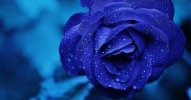 rose-bleue.jpg